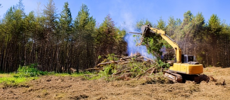 a clearing surrounded by tall trees with construction equipment gathering debris into a pile